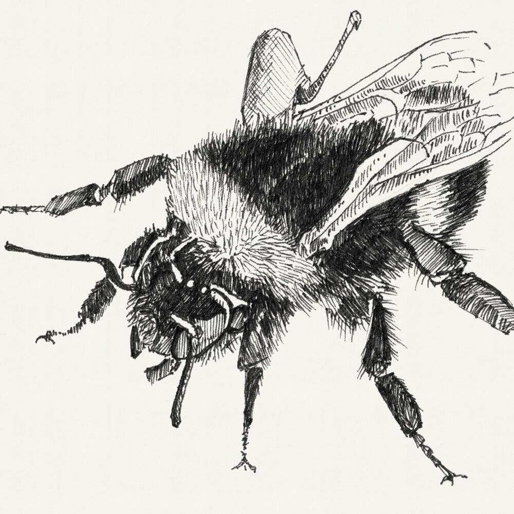 Picture of a bee