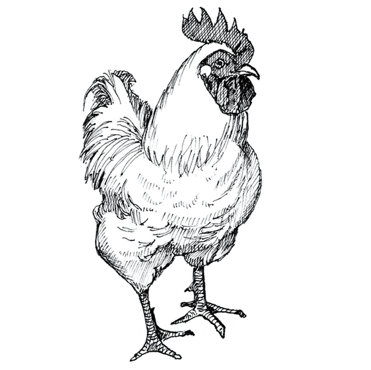 Limited edition print from pen and ink drawing of cockerel