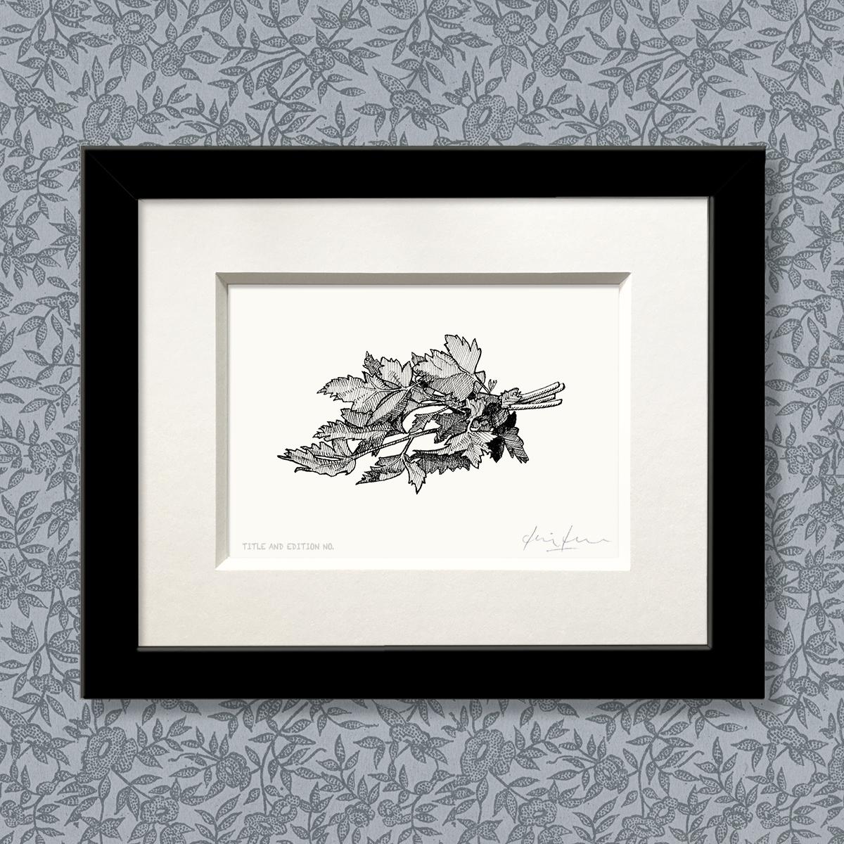 Limited edition print from pen and ink drawing of a bunch of parsley in a black frame