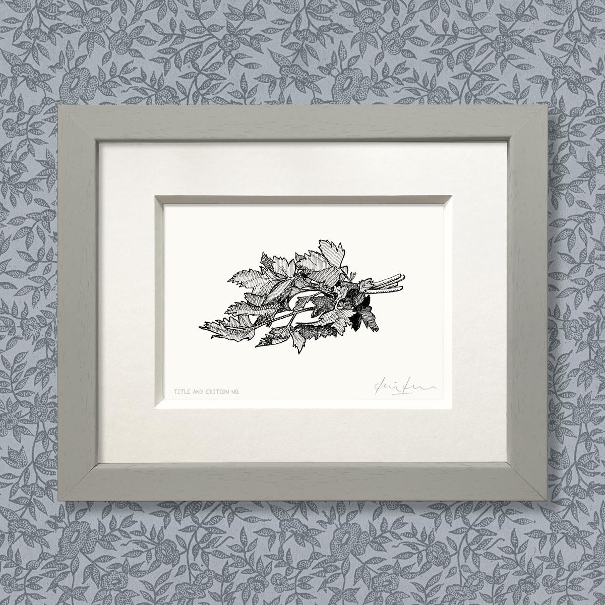 Limited edition print from pen and ink drawing of a bunch of parsley in a grey frame