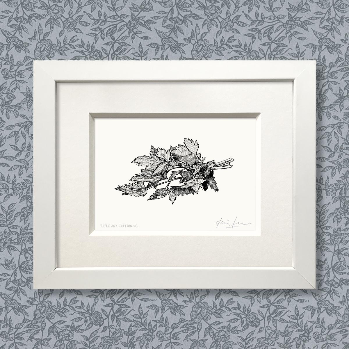 Limited edition print from pen and ink drawing of a bunch of parsley in a white frame