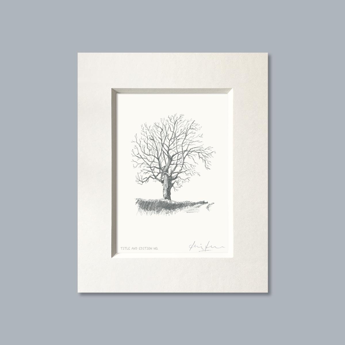 Limited edition print from pencil sketch of a tree in a white mount