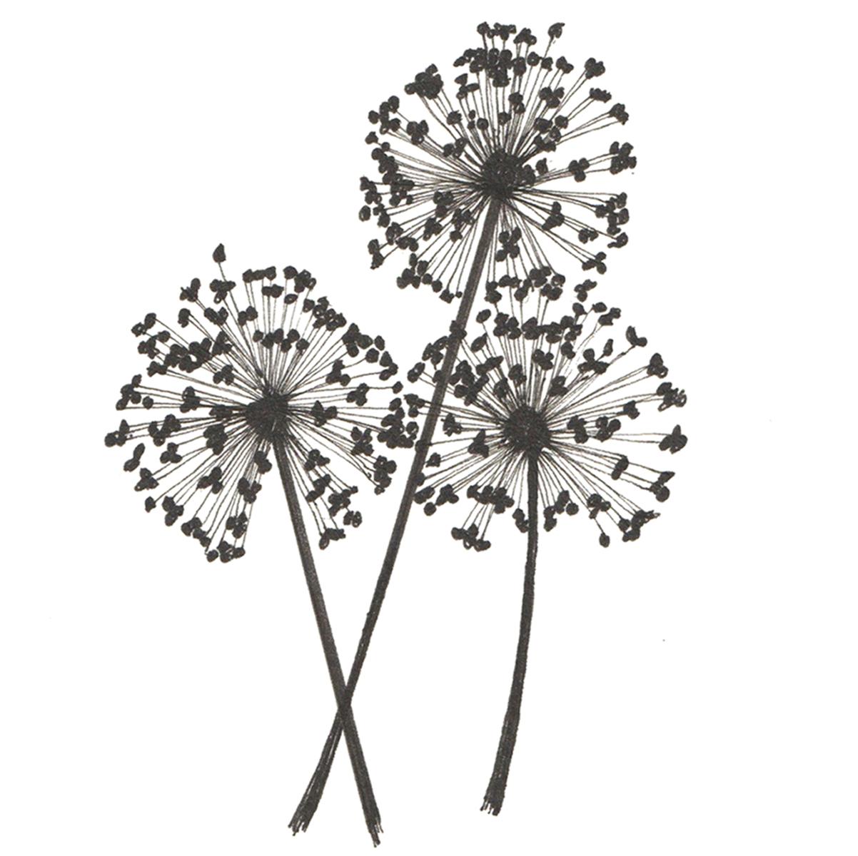 Limited edition print from pen and ink drawing of alliums