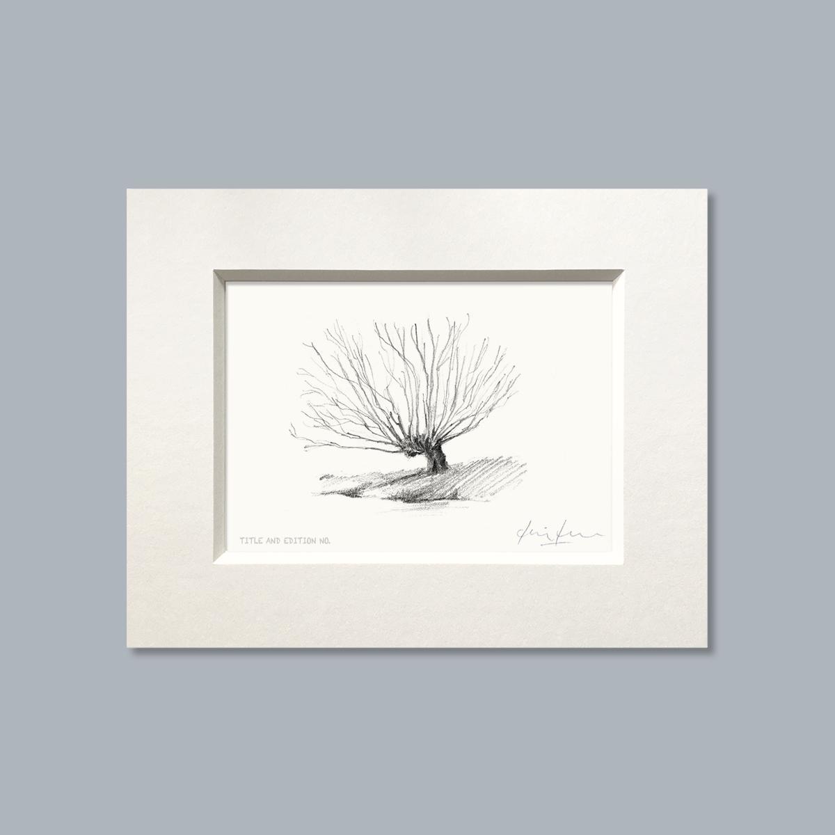 Limited edition print from pencil sketch of a willow tree in a white mount