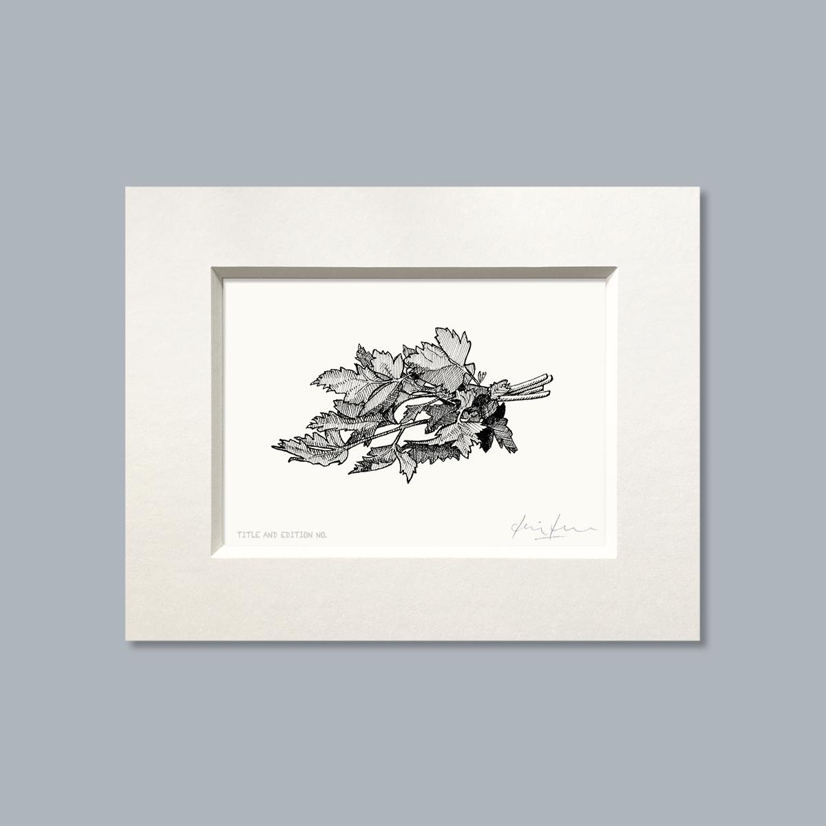 Limited edition print from pen and ink drawing of a bunch of parsley in a white mount