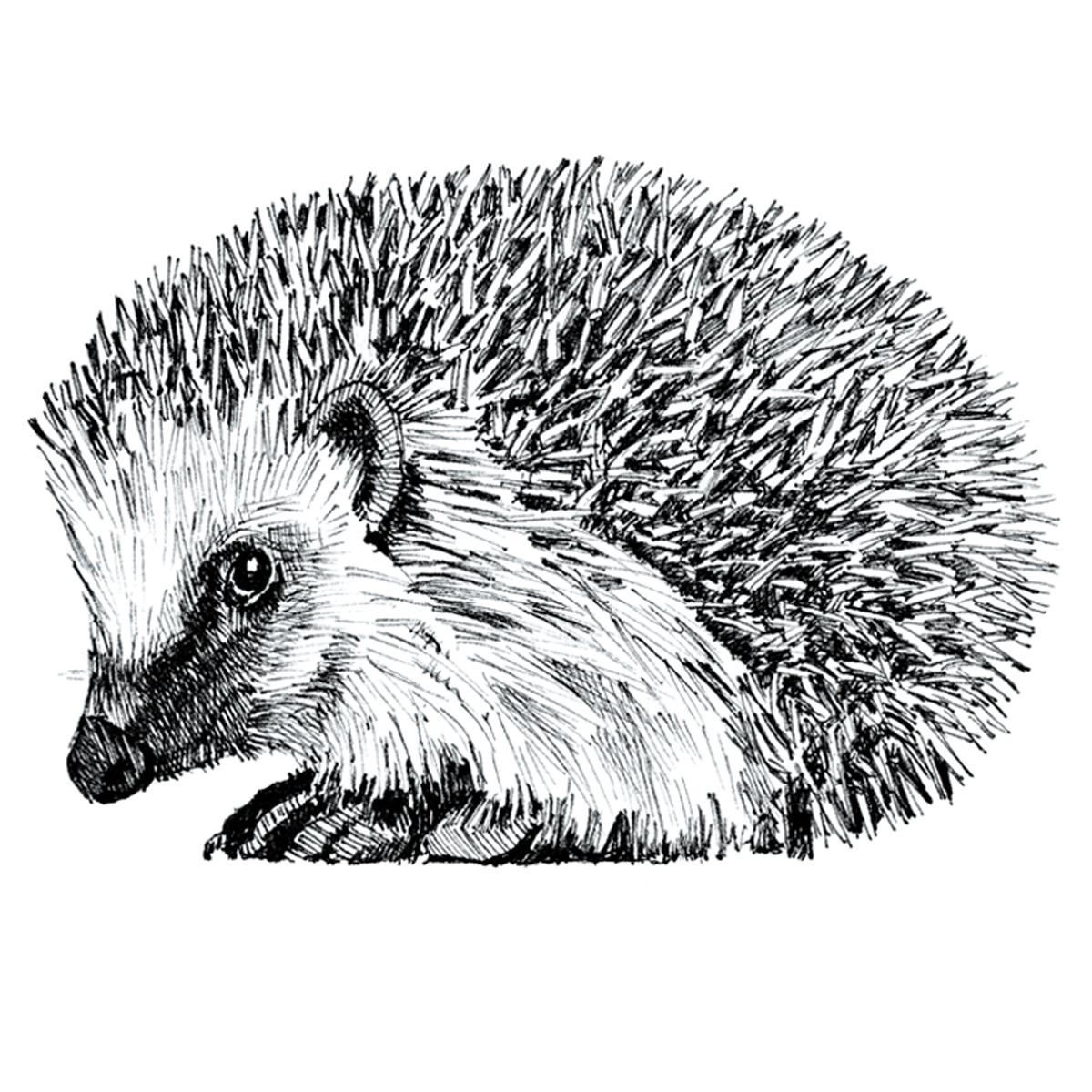 Limited edition print from pen and ink drawing of a hedgehog