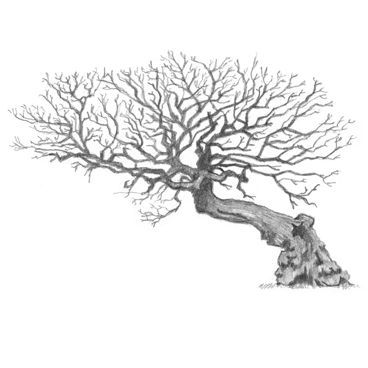 Limited edition print from pencil drawing of an old tree