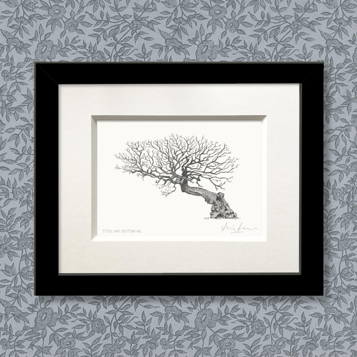 Limited edition print from pencil drawing of an old tree in a black frame