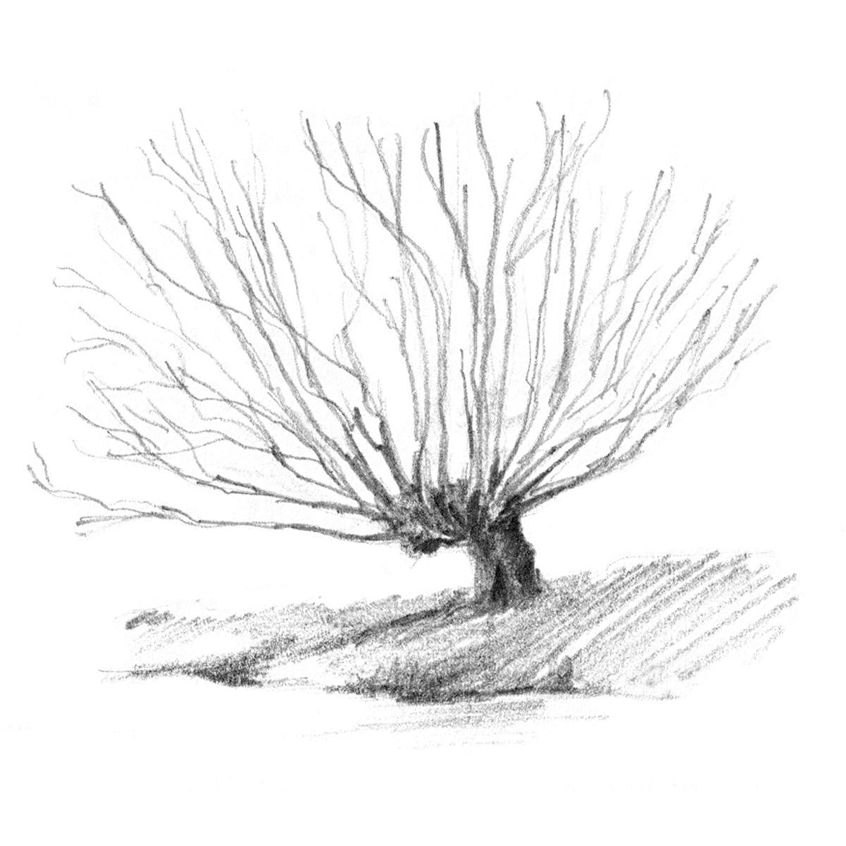 Limited edition print from pencil sketch of a willow tree