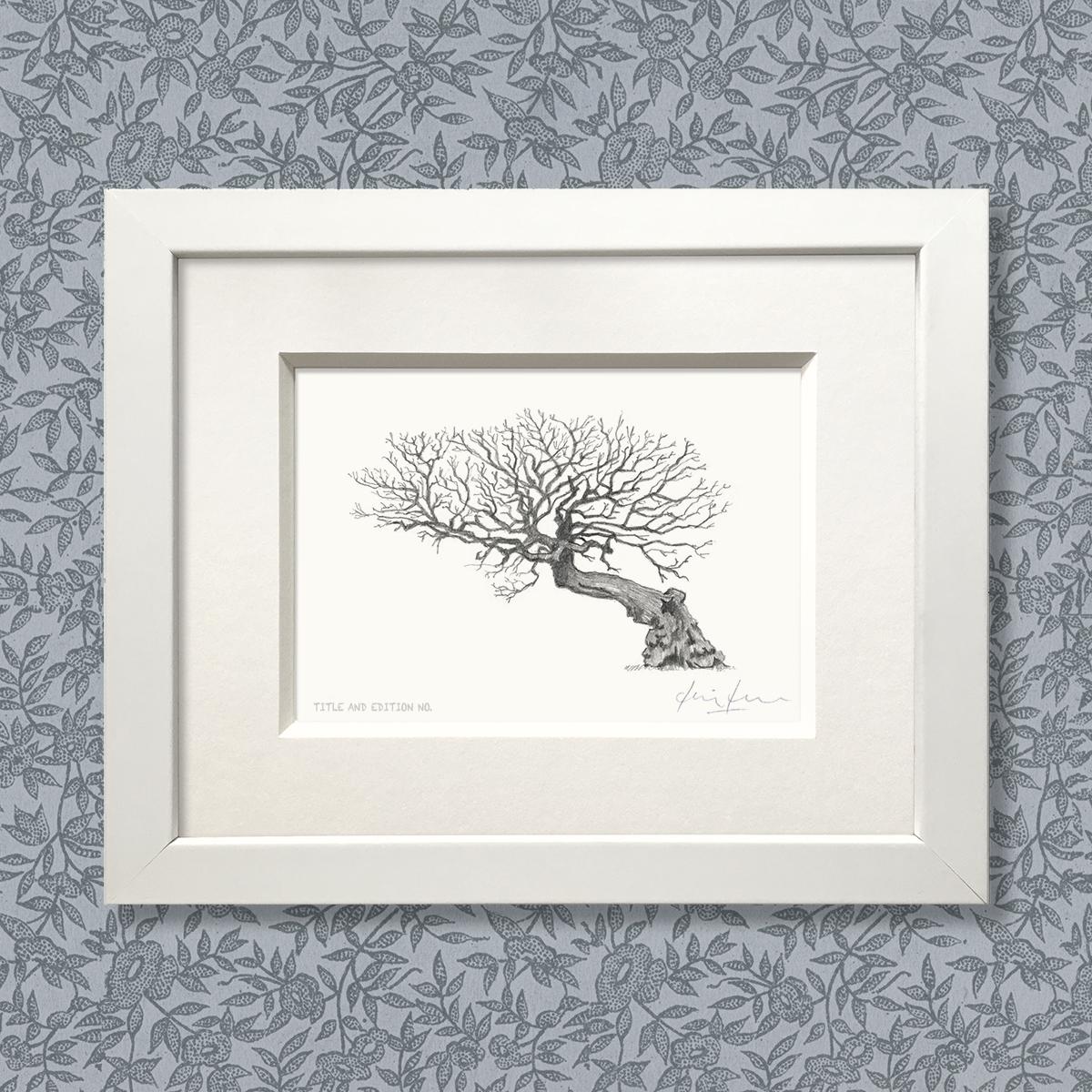 Limited edition print from pencil drawing of an old tree in a white frame