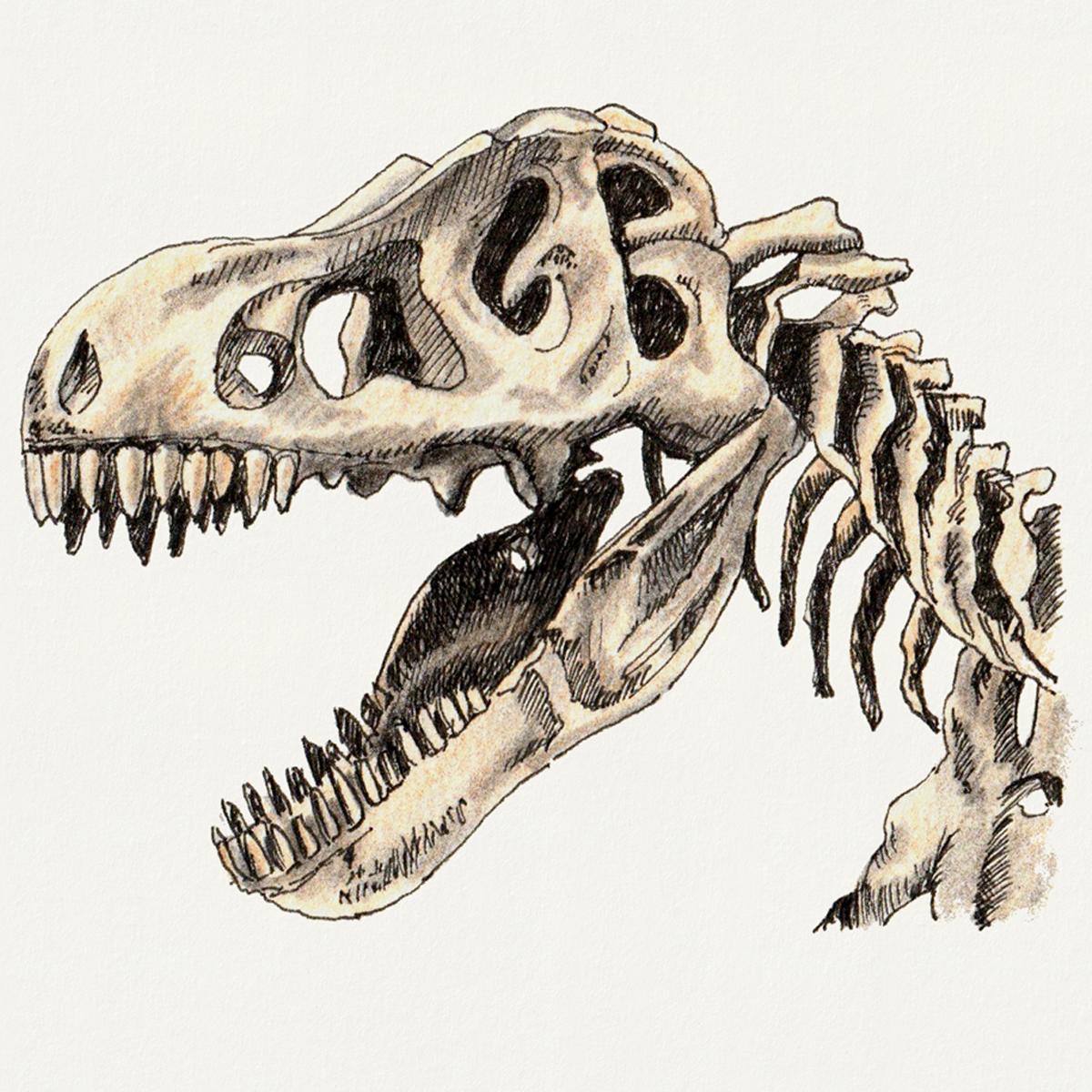 Limited edition print from pen & ink and coloured pencil drawing of a T Rex