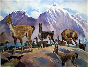 Llamas art by G W Backhouse