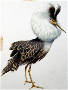 Ruff art by Reginald B Davis
