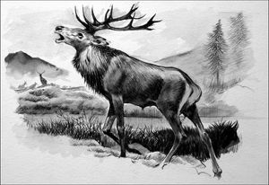 Roaring Stag art by Reginald B Davis