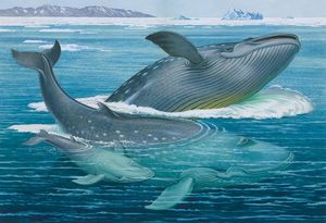 The Blue Whale art by Bernard Long