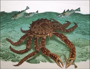 King Crab art by Bernard Long