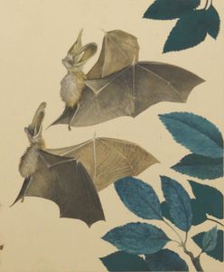 The Long-Eared Bat art by Kenneth Lilly