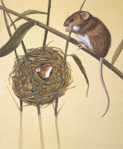 Harvest Mice art by Kenneth Lilly