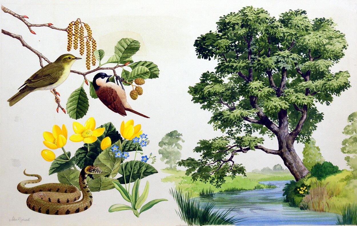 The Alder Tree art by John Rignall