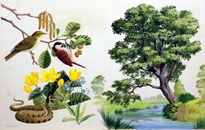 The Alder Tree art by John Rignall