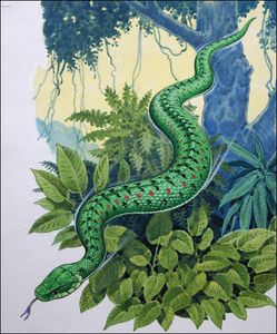 Beware Flying Snakes art by Bernard Long