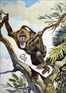 Mandrill art by G W Backhouse