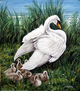 A Swan and her Cygnets art by John F Chalkley
