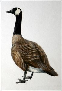 Canada Goose art by Reginald B Davis