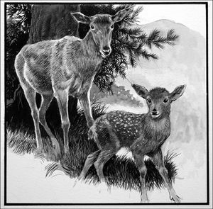 Red Hind Deer and Calf art by Reginald B Davis