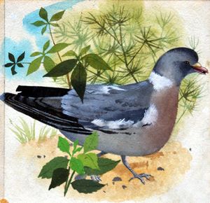 Wood Pigeon art by Reginald B Davis