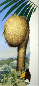 The Weaver Bird art by Bernard Long