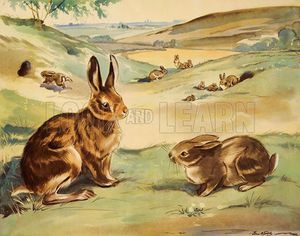 Eileen Soper artist biography