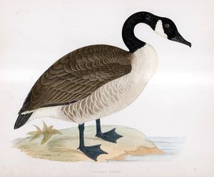 Beverley R Morris artist biography