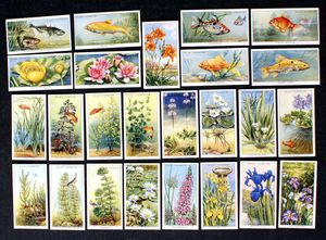 Cigarette Cards: Pond & Aquarium (1950) (25 cards)