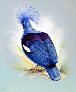 Blue Crowned Pigeon (New Guinea) art by Bert Illoss