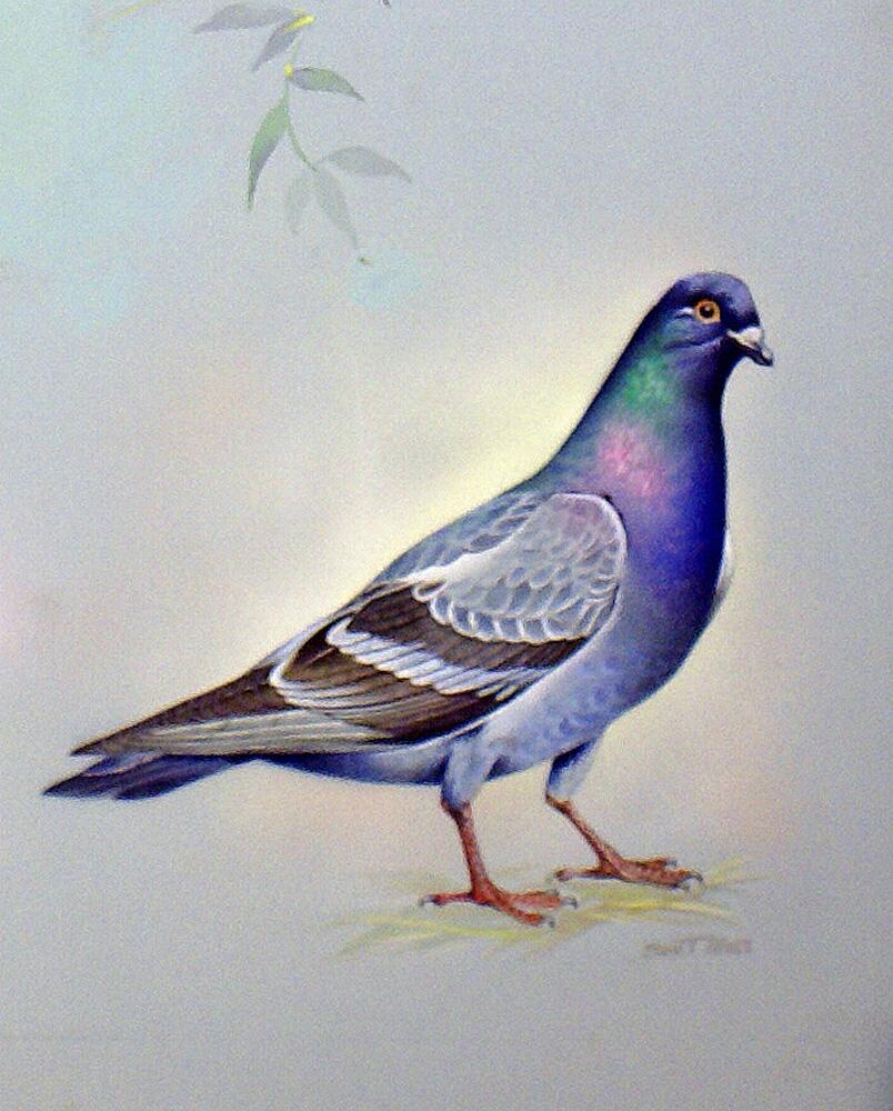 Rock Dove (North America) art by Bert Illoss
