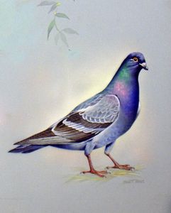 Rock Dove (North America) art by Bert Illoss