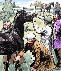 Black Beauty - You're No Gift-Horse art by Carlos Roume