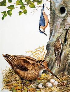 Woodland Birds art by Reginald B Davis