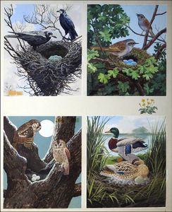 All Sorts of Birds and their Nests - 4 art by John F Chalkley