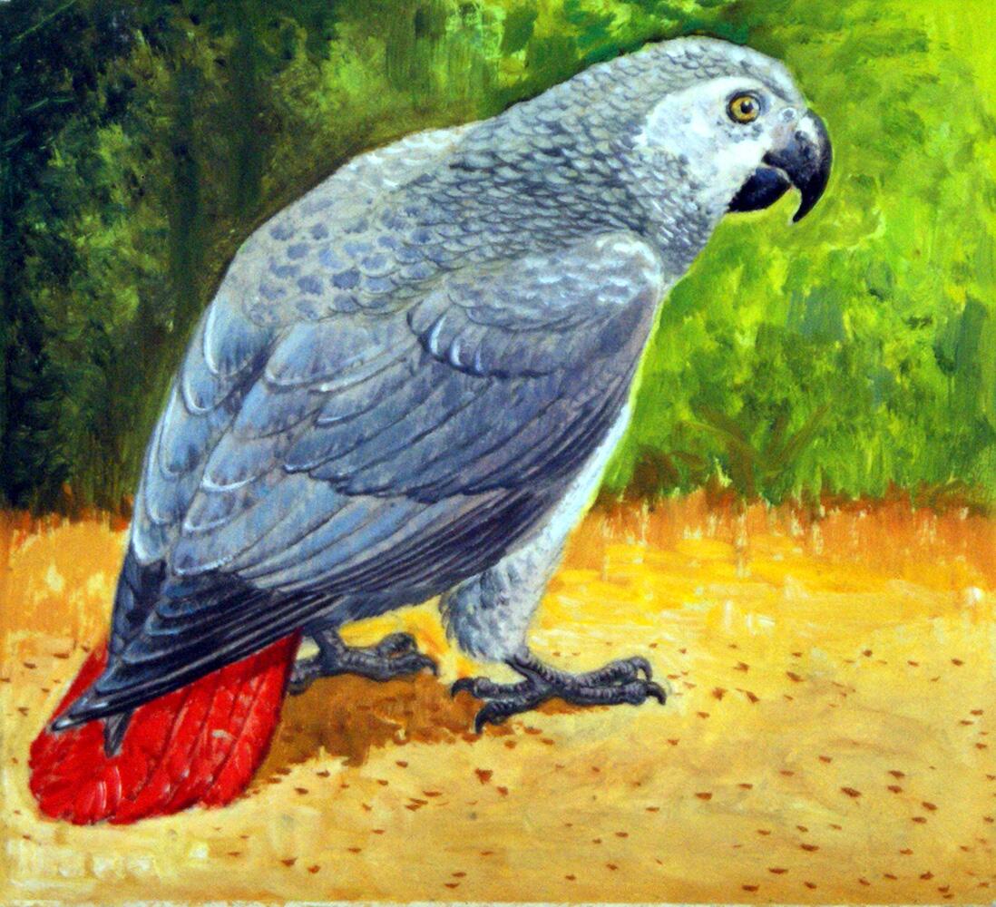 African Grey Parrot art by Reginald B Davis