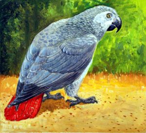 African Grey Parrot art by Reginald B Davis