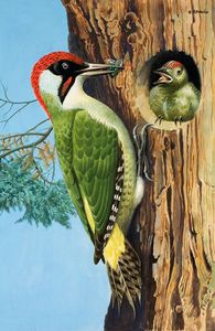 A Woodpecker Feeds it's Chick art by Reginald B Davis