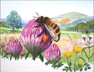 The Honey Bee art by Bernard Long