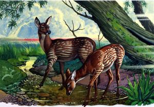 Palaeomeryx Kaupi art by Bernard Long