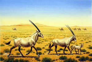 Arabian Oryx art by Bernard Long