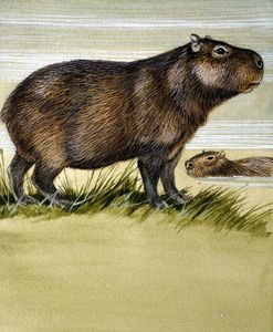 Capybara art by Kenneth Lilly