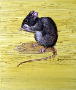 House Mouse art by Kenneth Lilly