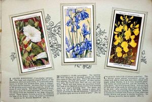 Complete Set of 50 Wild Flowers Cigarette cards in album (1936) by Various