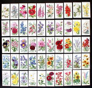 Cigarette Cards: Old English Garden Flowers (1911) (50 cards)